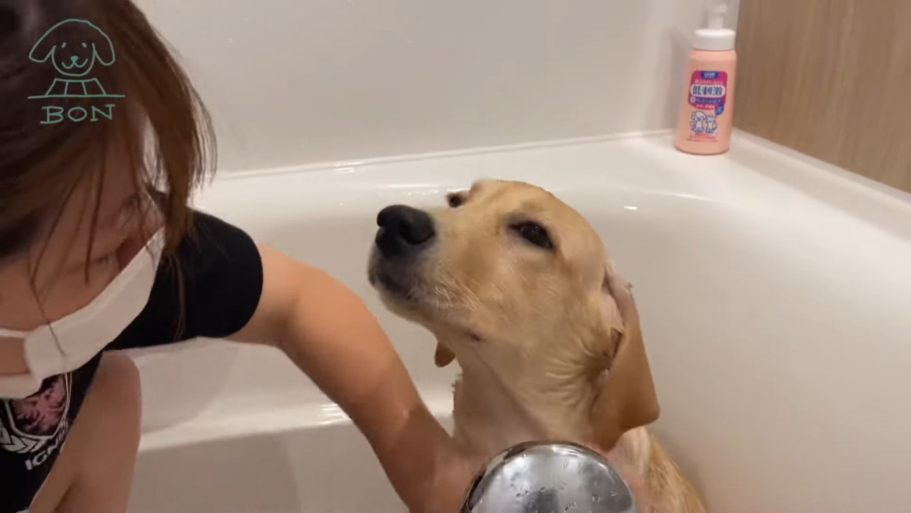『いい湯だなあ～…』子犬が初めてのお風呂でうっとりする姿に癒される人続々 「鼻に泡つけちゃって♡」「お利口さん」