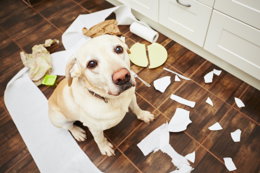 犬が部屋や家具をボロボロにしてしまう原因６つ！解決する方法はあるの？