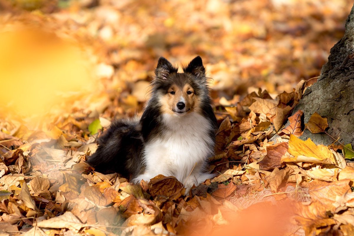 【ちゃんと備えていますか？】愛犬を脅かすかもしれない秋の６つのリスク