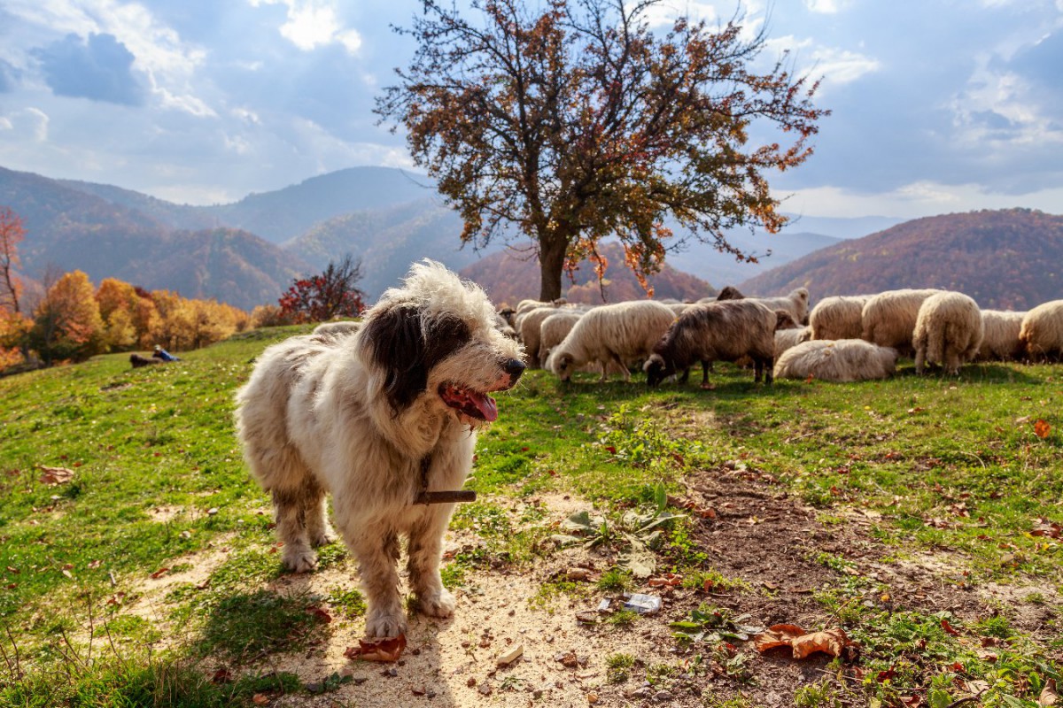 絶滅した牧羊犬種に最も近い犬が明らかになった！【研究結果】