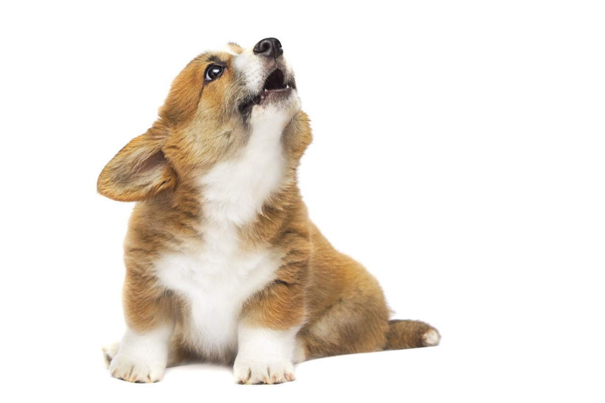 犬が『ギャン』と大きな声で鳴く時の心理5つ！怪我をしている可能性も？