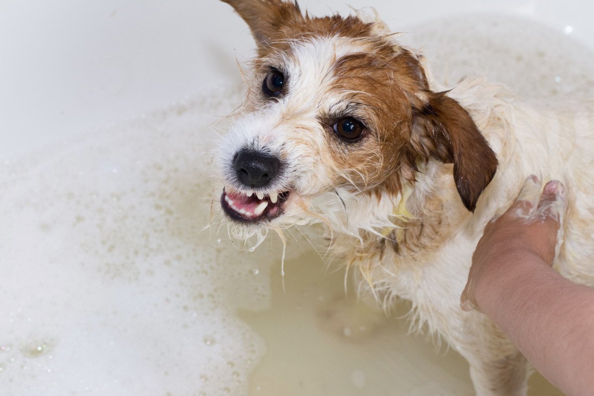 犬がお風呂を嫌がる時の理由とは？5つの心理と対処法