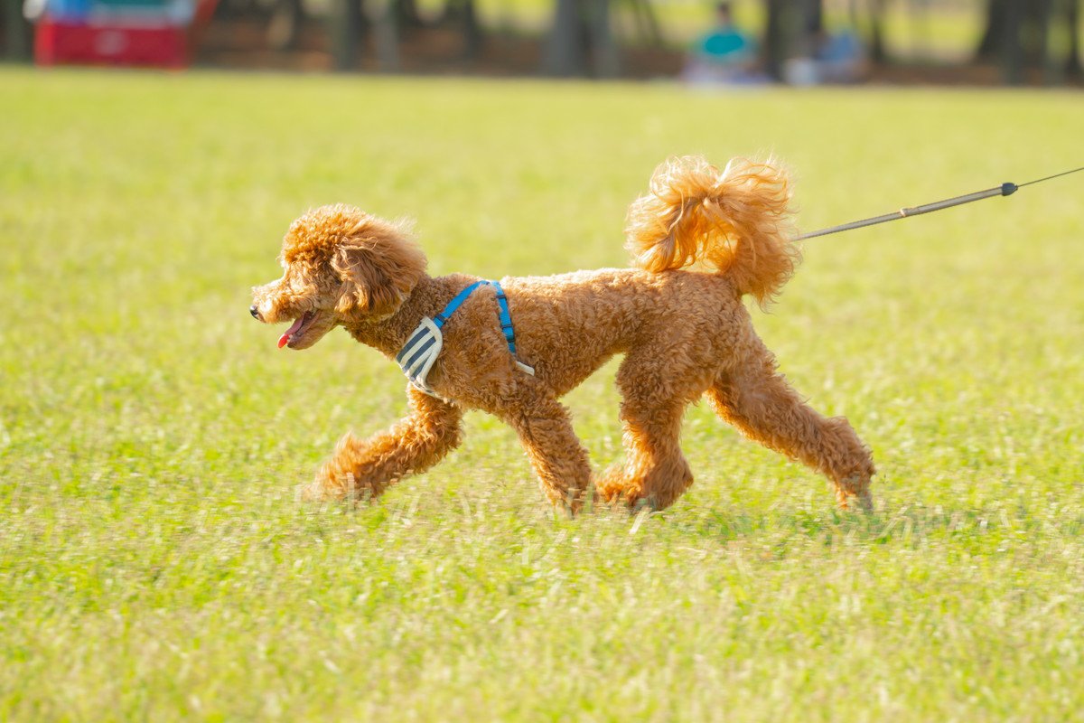 犬をマンネリ化させないための『散歩方法５選』いつもと違った行動でより楽しくお散歩できるかも？