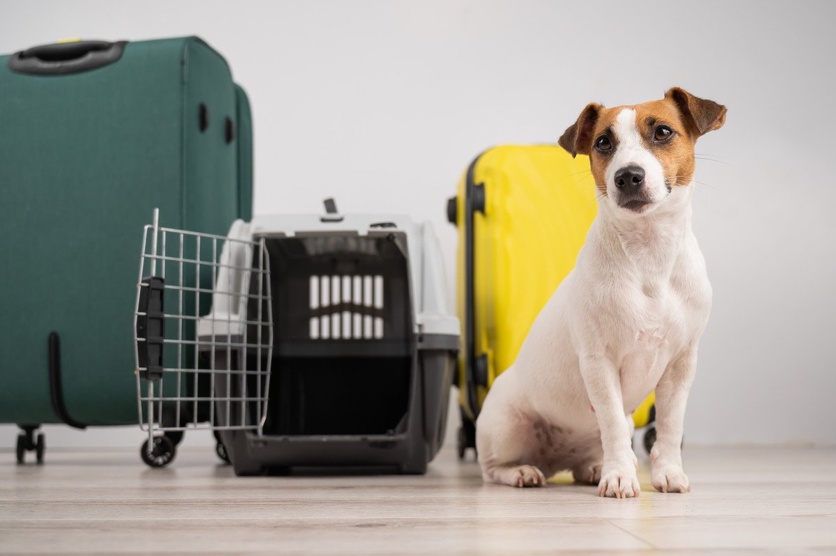 【獣医が解説】愛犬と「長距離旅行」が決まったら…事前準備や移動時に配慮する事、連れて行けない場合の対処法