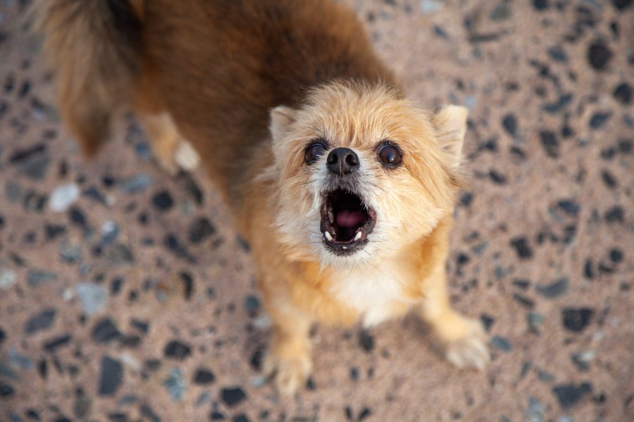 犬が『枯れた鳴き声』を出すときに考えられる危険な原因２選