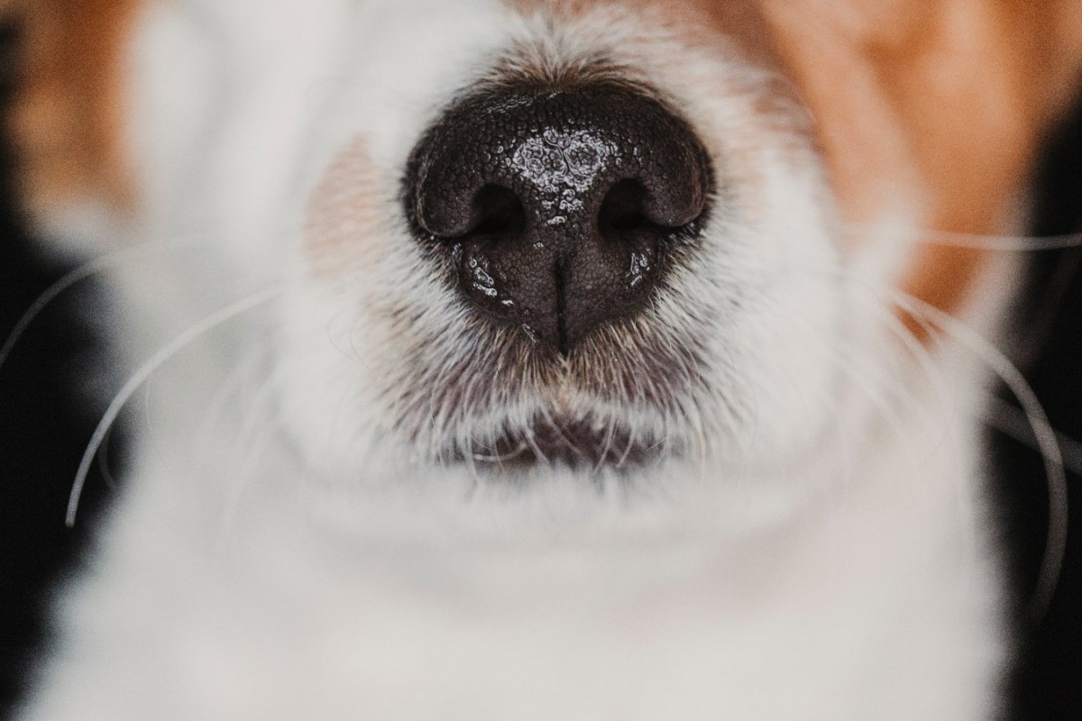 犬が鼻を鳴らすときは、こんな気持ちになっている！5つの心理や病気の可能性を解説