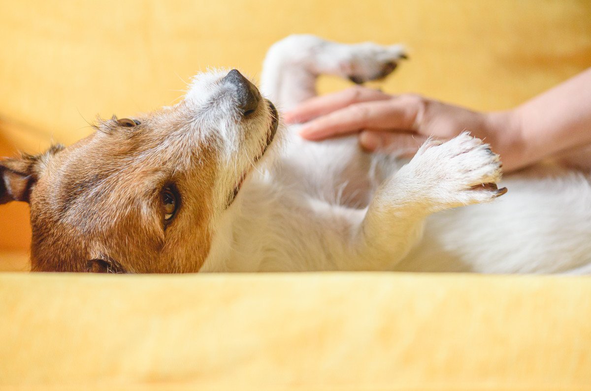 「愛犬を撫でると飼い主のストレスが減る」は本当だった！幸せホルモン『オキシトシン』の効果とは