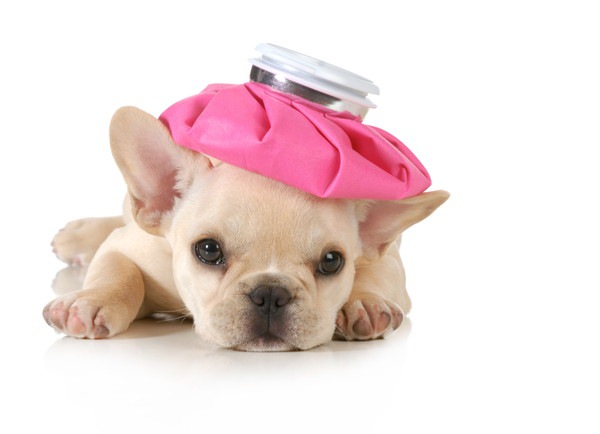 犬の熱中症とは？症状・応急処置・予防方法などを詳しく解説