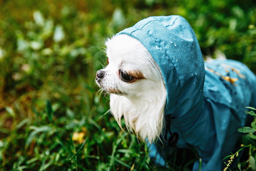なんかゴメン…犬に洋服を着せると動かなくなる心理