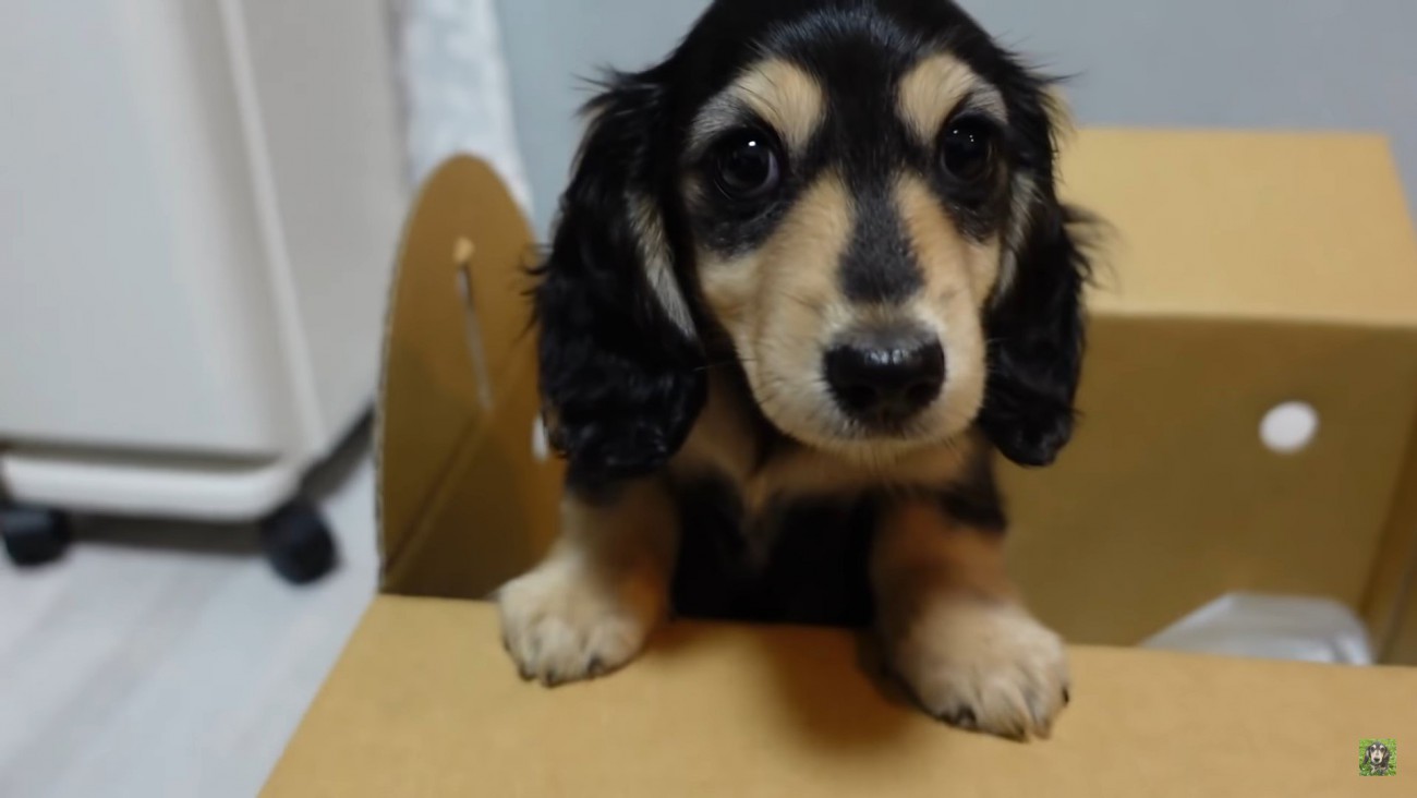 お迎え初日からしっぽをフリフリ！人懐っこくて可愛いダックスフンドの子犬に「天使ですね」「目と心の保養です」