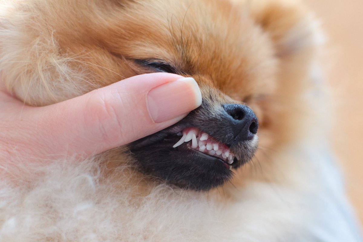 犬の歯の生え変わり時期はいつ？抜ける順番や注意点なについて解説
