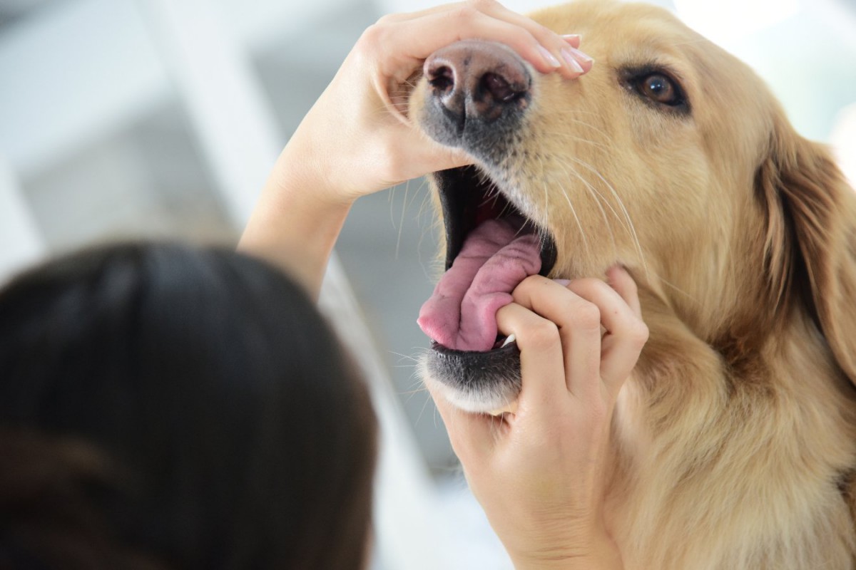 犬が死に至る「口の中の病気」３選　危険な症状と今すぐすべき対応
