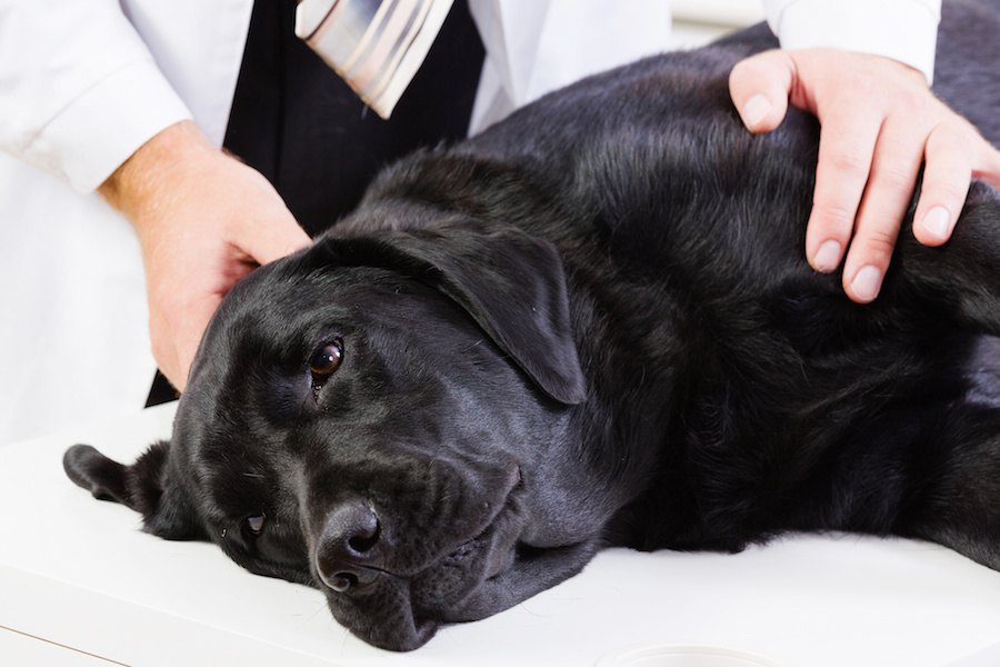 珍しいタイプで危険度の高い犬の不整脈の新しい治療方法が開発された！