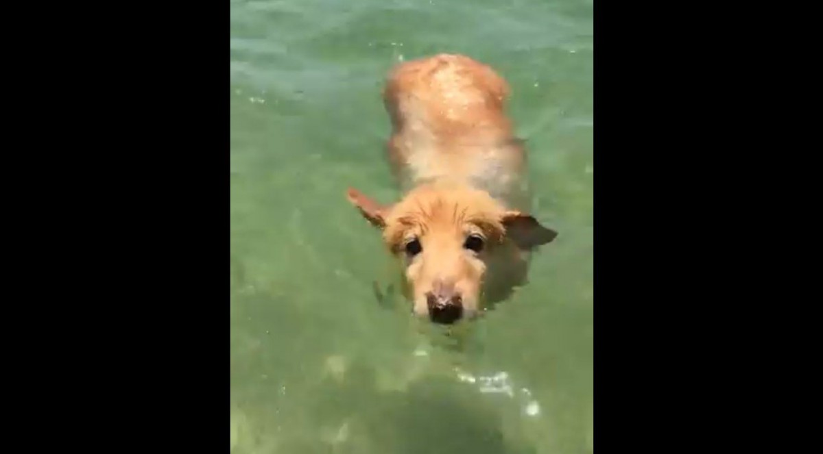 小さなあんよで一生懸命泳ぐ犬が、可愛い＆すごいと話題！