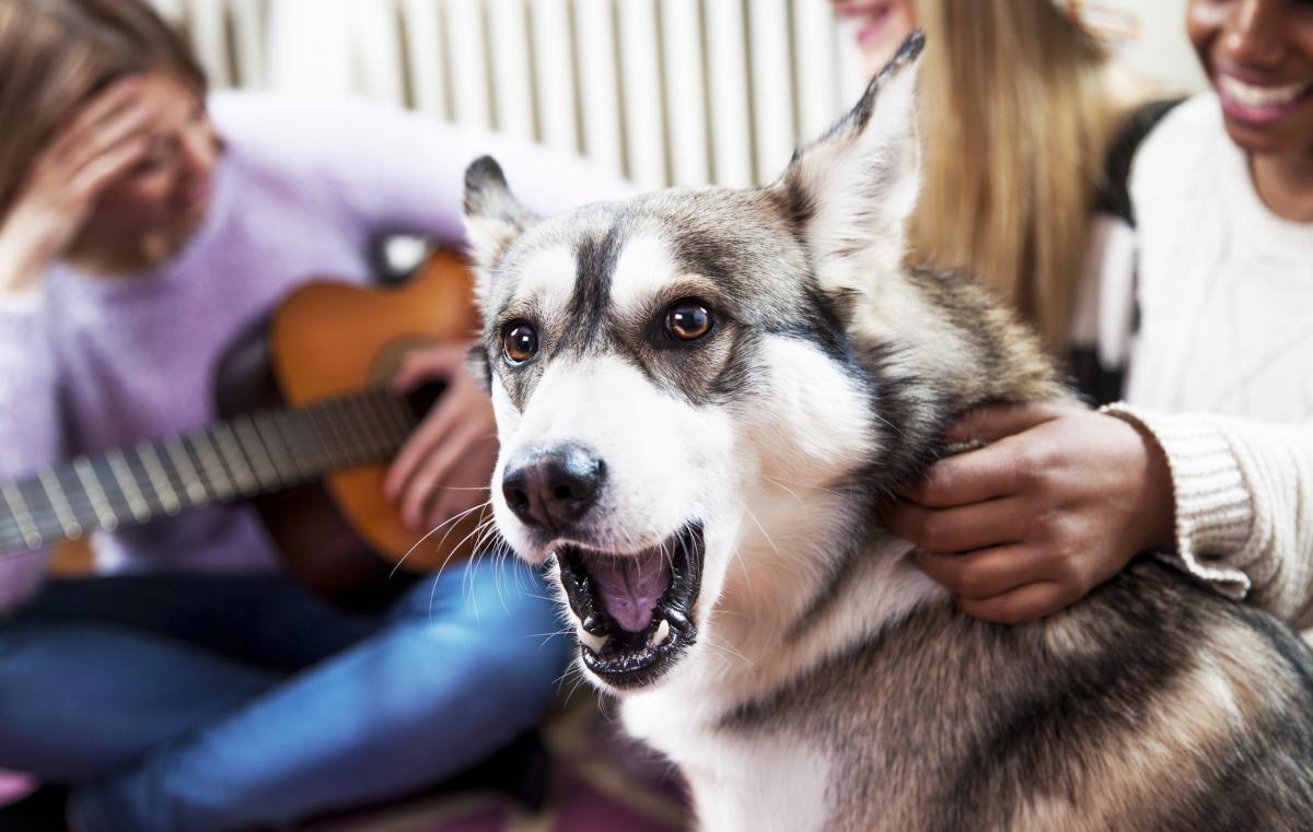 『ポップスよりもクラシック！？』犬は音楽を理解できるのか