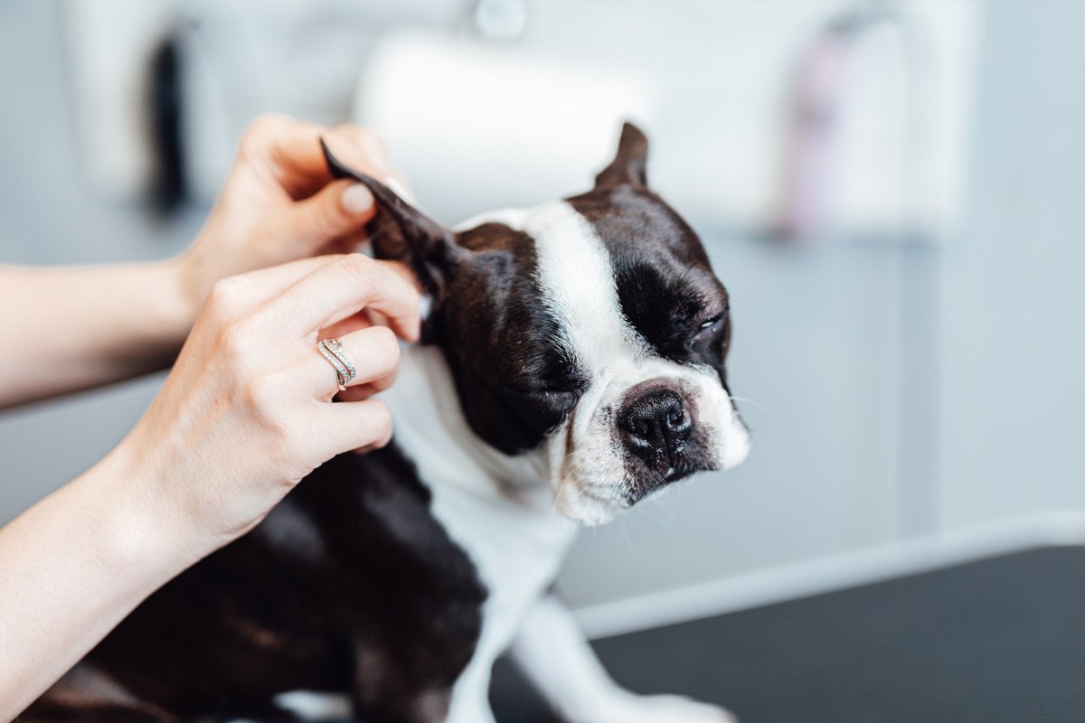 犬の『耳掃除』でやるべきではないNG行為４選！思わぬ怪我や病気に繋がっていることも…！