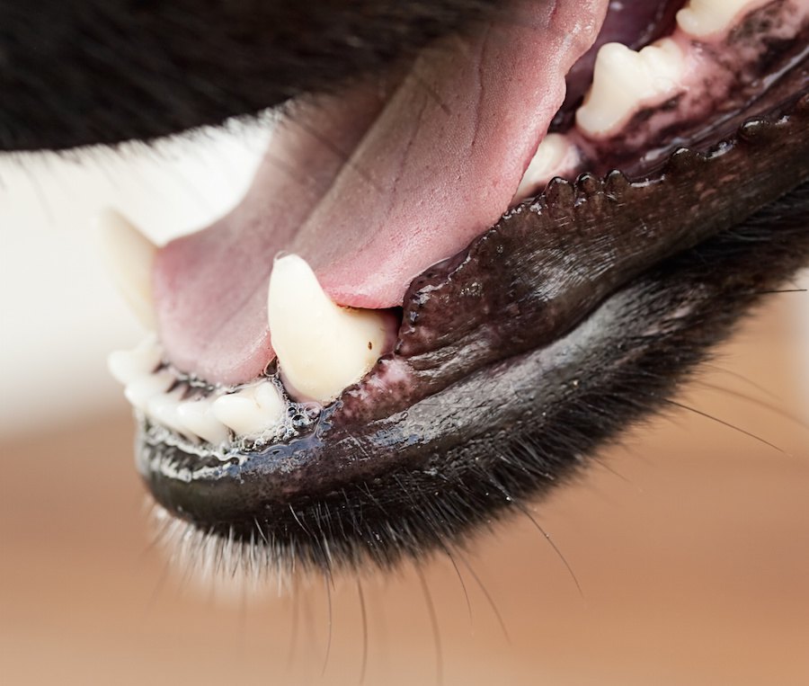 犬の顎の特性とかかり得る病気について