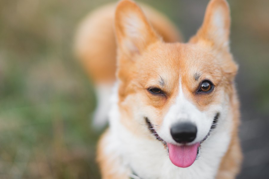 犬が笑顔を見せる時の心理４つ！実はストレスを感じていることも…？