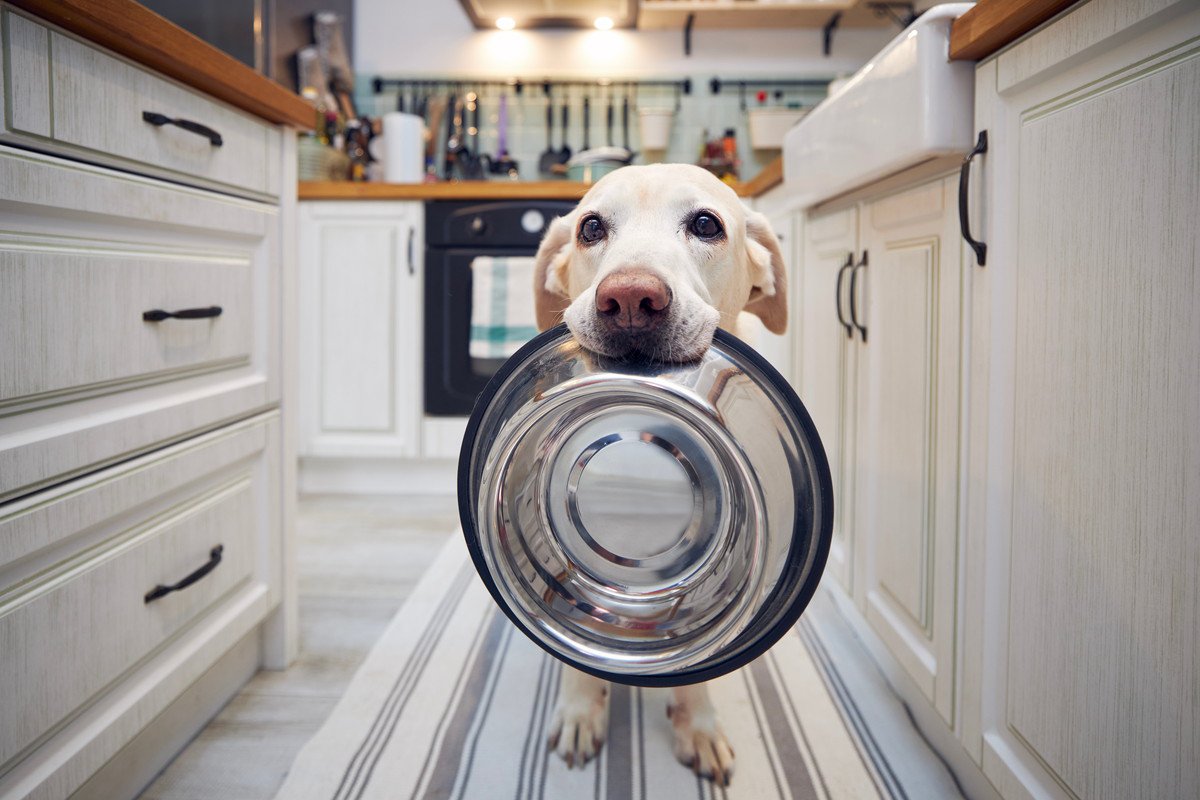 犬に食べさせてはいけない「発酵食品」5選！与えてもOKな発酵食品は？