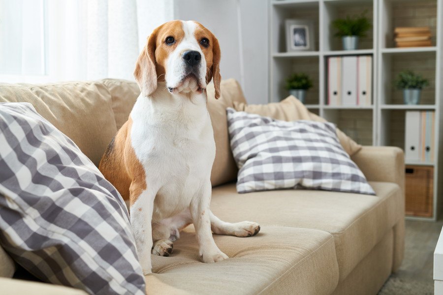 犬との生活で考えたい！家具の選び方４つ