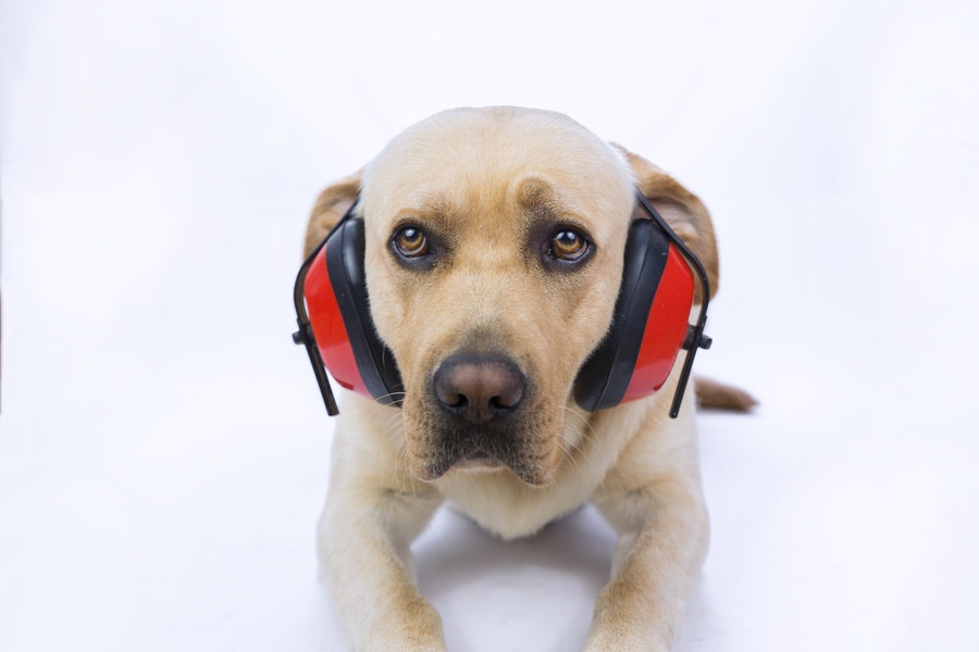 犬が「大きな音」を嫌う理由と慣れさせる方法