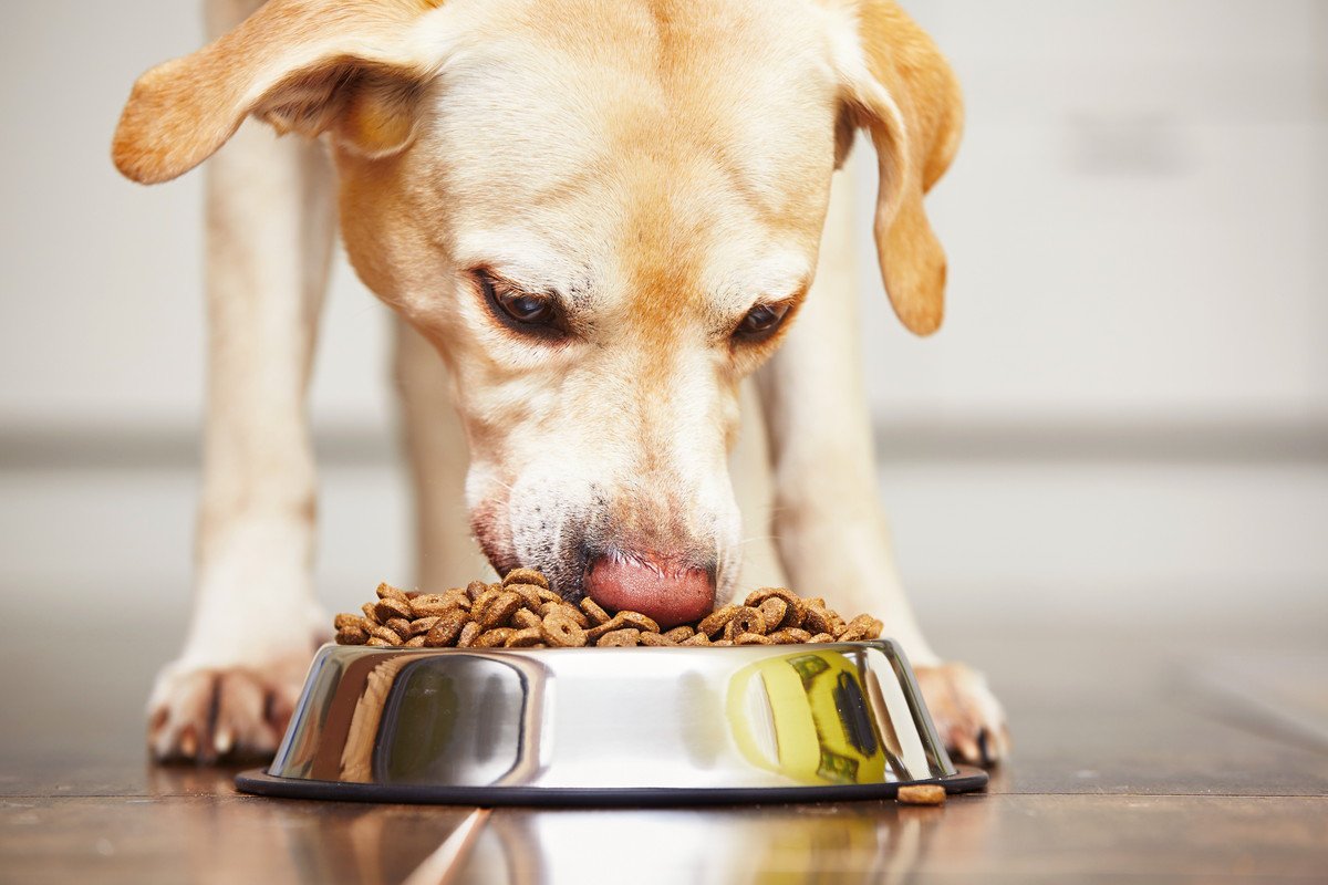 7歳以上の犬の食欲が異常な時の『５つの病気』　食べすぎ・食べなさすぎの原因とは？