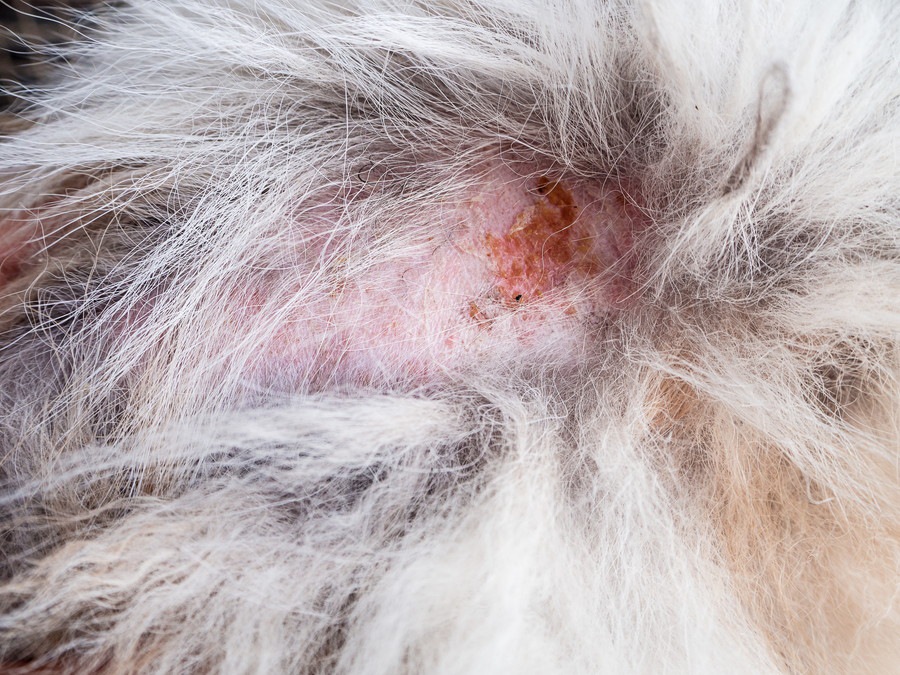 犬の皮膚が赤い！皮膚トラブルの原因や病気、治療法について