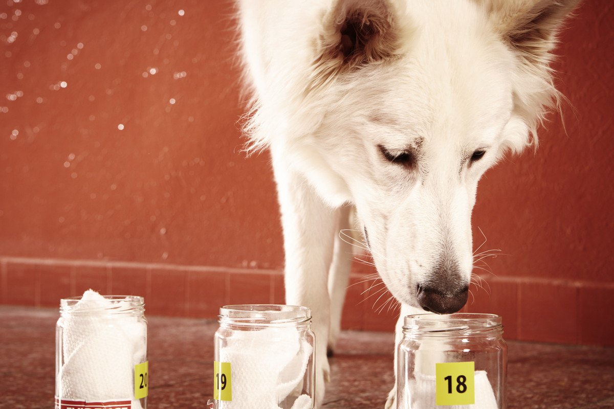 犬の『嗅覚』は人の１億倍！？だからこそできる7つの特技とは