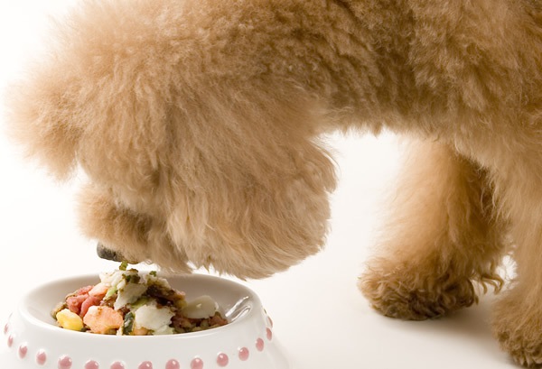 愛犬の毎日のご飯に健康と美味しいをプラス！馬肉で始める生食生活！