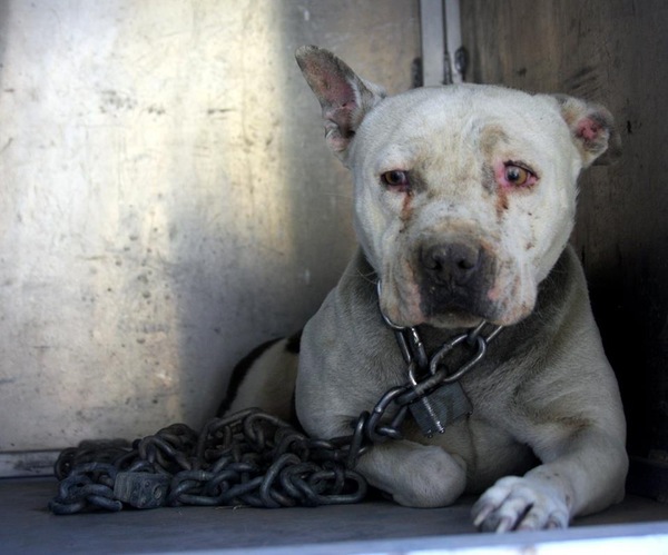 重い鎖と南京錠で炎天下の野外に拘束されたまま放置状態にされた犬達