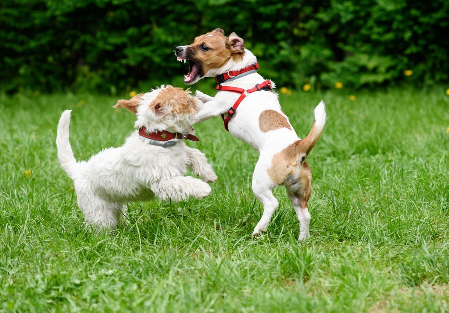 犬同士の喧嘩を止める方法と対策