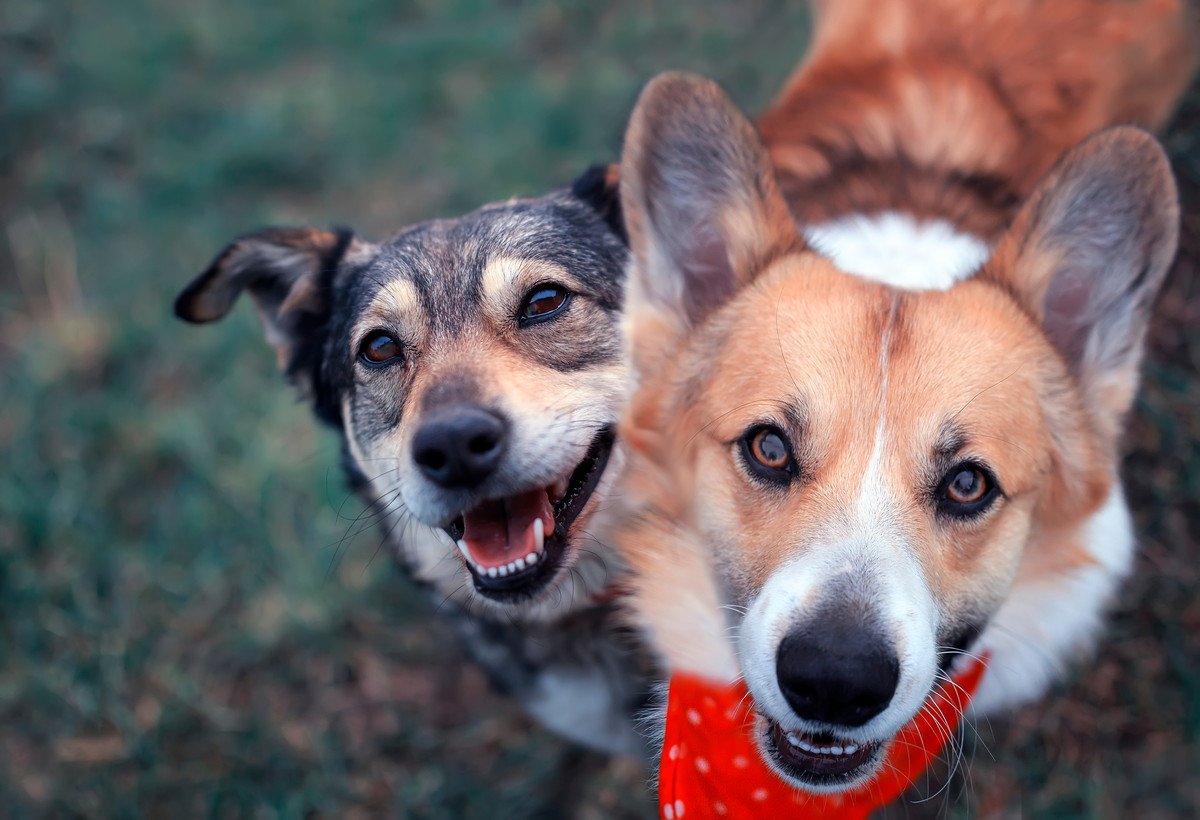 犬の免疫力を上げる『生活習慣』４選！毎日の健康を支える大切なこと