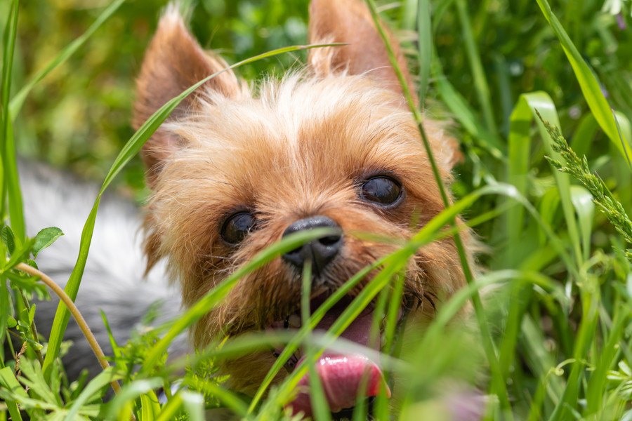 実は危険な『犬のお散歩の仕方』５選！草むらを自由に歩かせるのはダメなの？