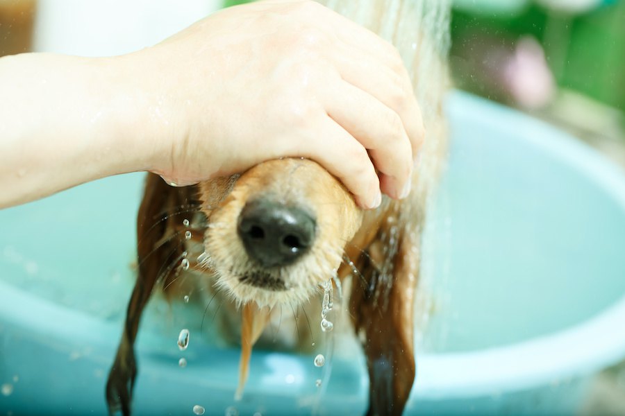 顔が濡れるのが嫌いな犬をおとなしくシャンプーさせる方法