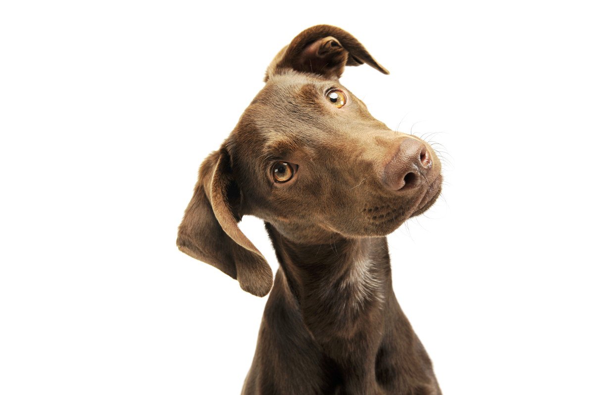 犬が『耳の病気』になっている時に出る症状4選！状況別の対処法とは？