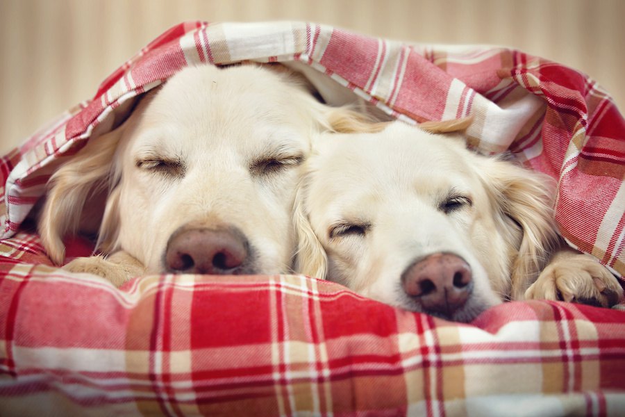 犬同士がくっついて寝る時の心理４つ