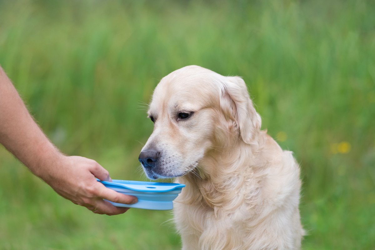 犬がいつもより水を飲まない…なぜ？4つの原因や病気の可能性、飼い主にできる対処法とは？
