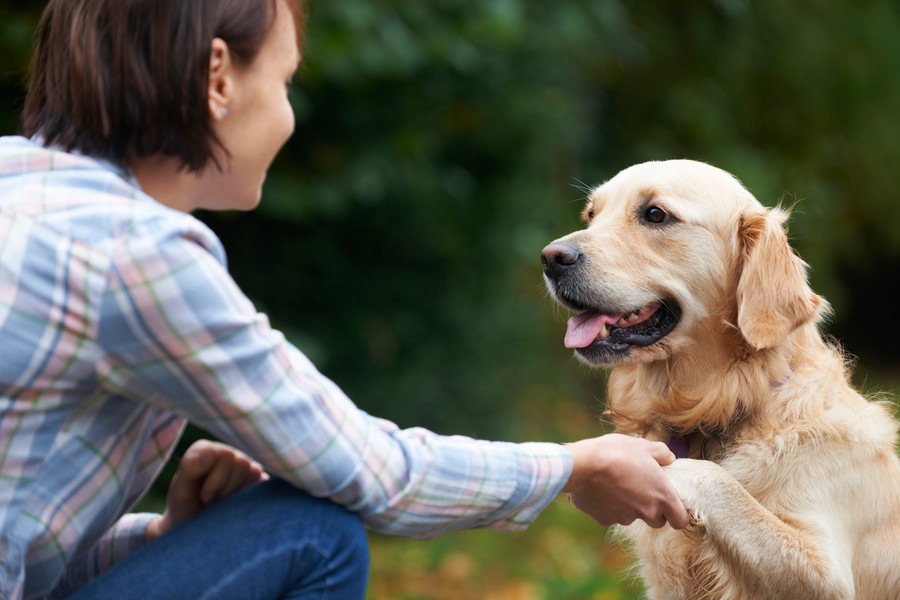 犬を人間扱いするのが良くない５つの理由