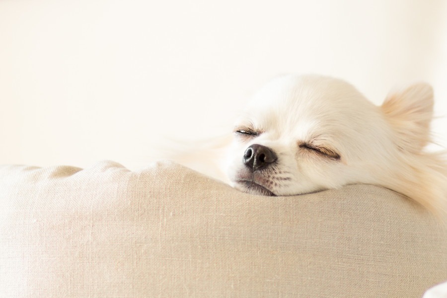 犬が寝る前によくする４つの行動や仕草