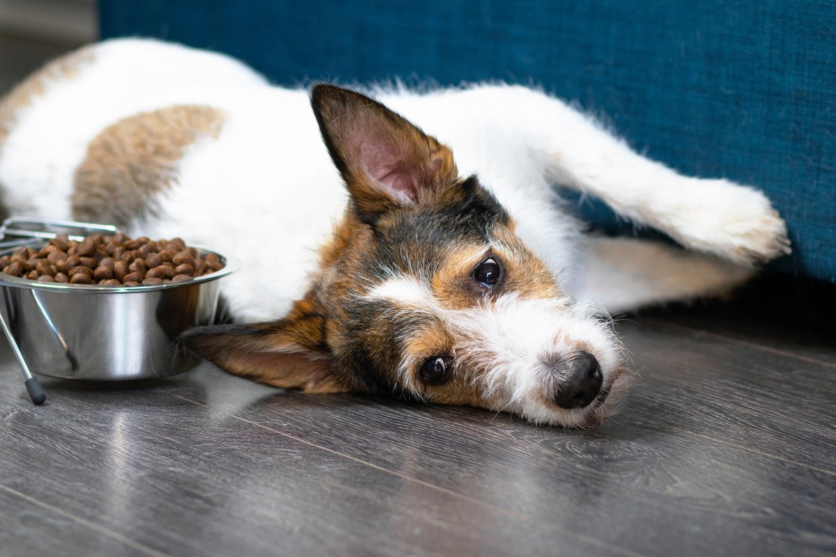 犬の食物アレルギーでみられる４つの症状！　注意すべきポイントに「油断は禁物だね」「気付いていない可能性もあるのか」