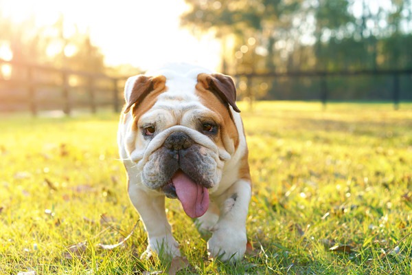 犬の暑さ対策！熱中症になりやすい４つの場面と対策法