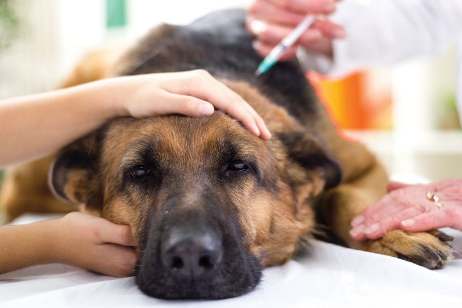 犬の「ボツリヌス中毒」の症状や原因、予防法まで
