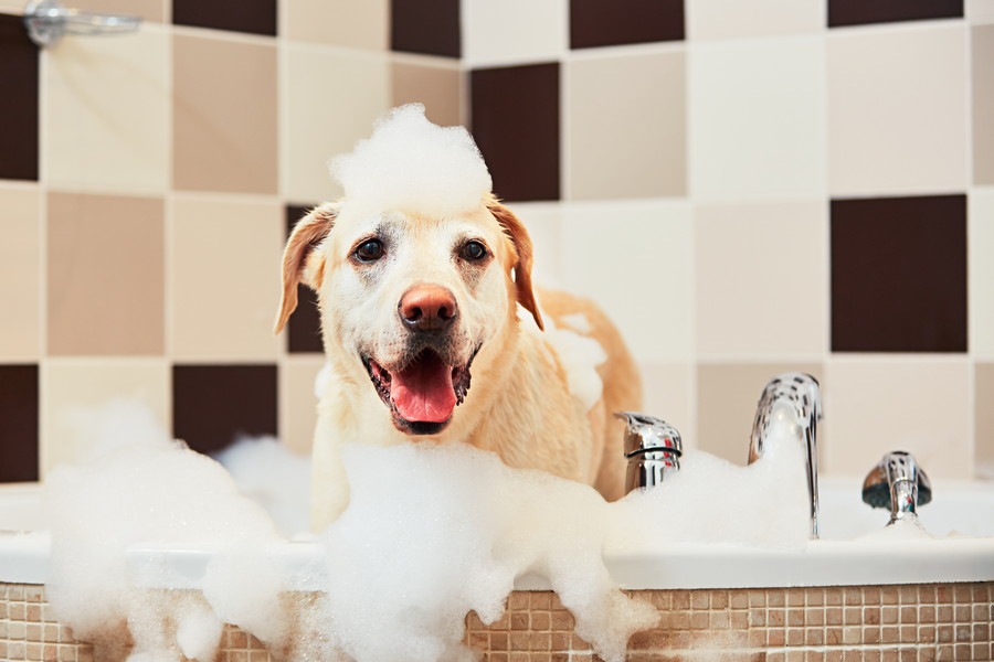 犬をお風呂に入れたい！準備する物と注意点