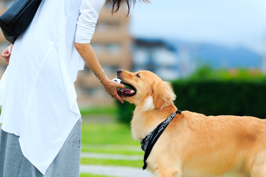 犬の誤飲を防ぐことはできる？どう防止したらいいの？