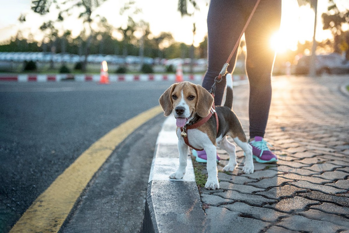 犬の『夏場の散歩』における注意点5つ！安全に散歩させる方法とは