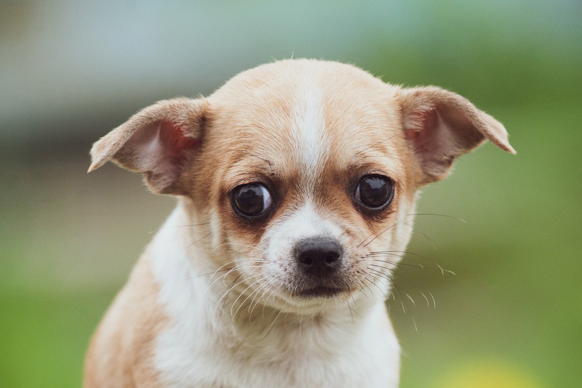 『繊細な犬』が見せる仕草や行動4選！傷つきやすい犬の特徴とは