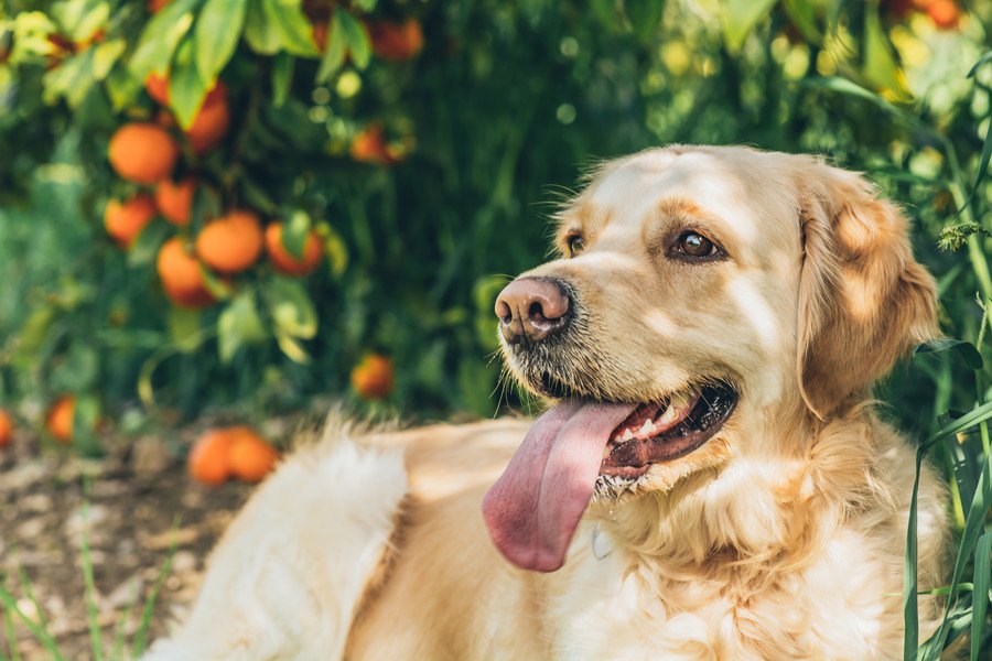 犬の嗅覚で農業をサポートしようというプロジェクト
