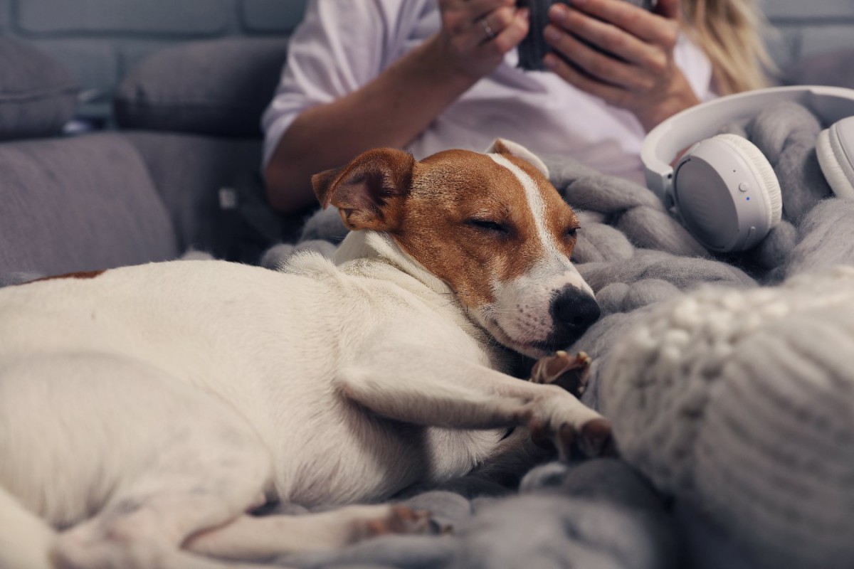 犬がよく寝る『飼い主の体の部位』3選！寝心地が良いと感じている理由は？