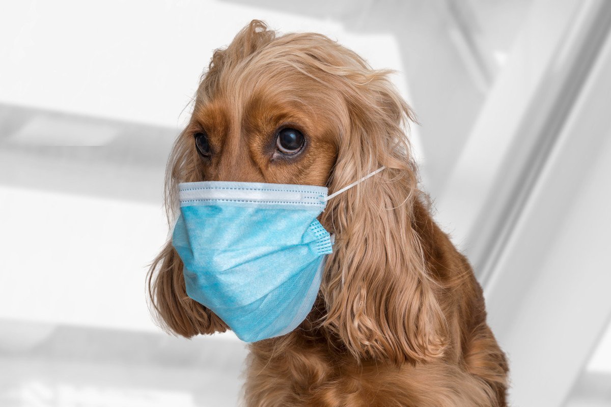 犬の『花粉症』の症状3選　主な原因や予防するために飼い主ができることとは？