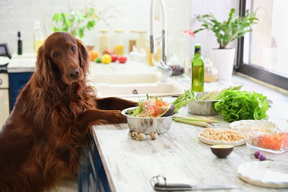 犬が好きな食べ物ってなに？5つの食材と与える時の注意点